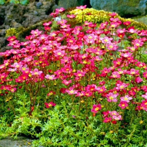 Saxifraga x arendsii 'Red Cap' - Arendsi kivirik 'Red Cap' P11/0,75L